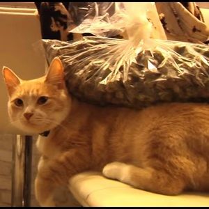 Meet your Posher, Edward